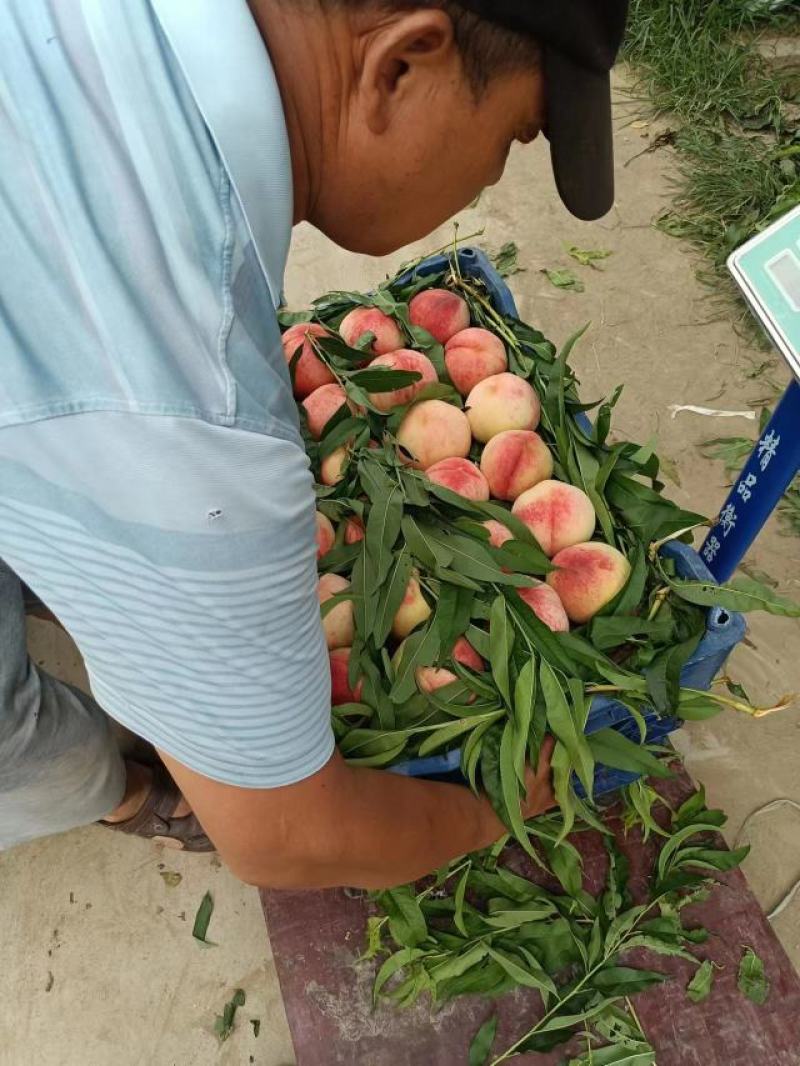 河北大久保水蜜桃产地发货量大从优欢迎全国老板考察