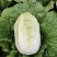 吉林白城精品黄心白菜对接加工厂泡菜厂5斤以上净菜