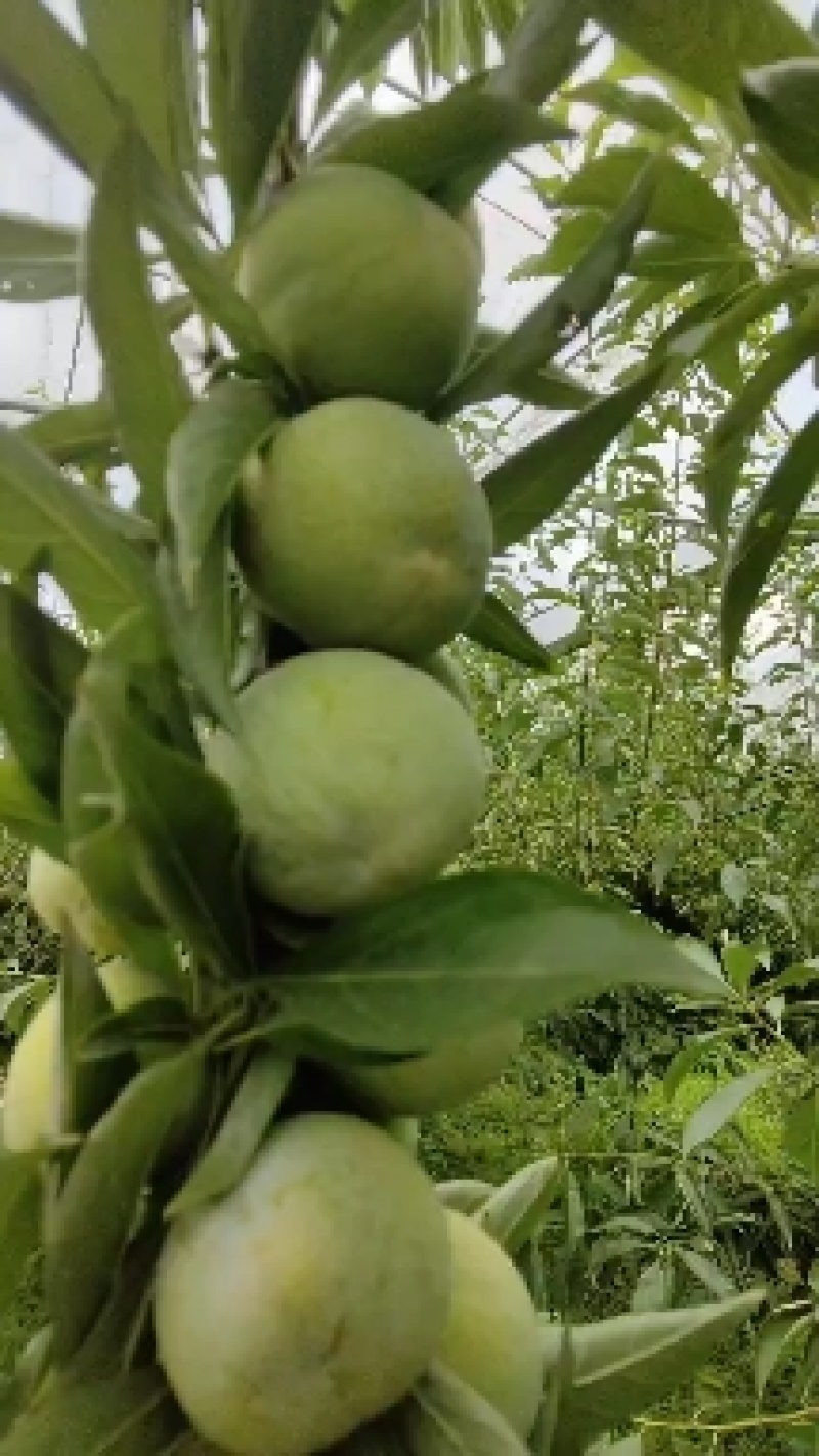 汶茂青脆李