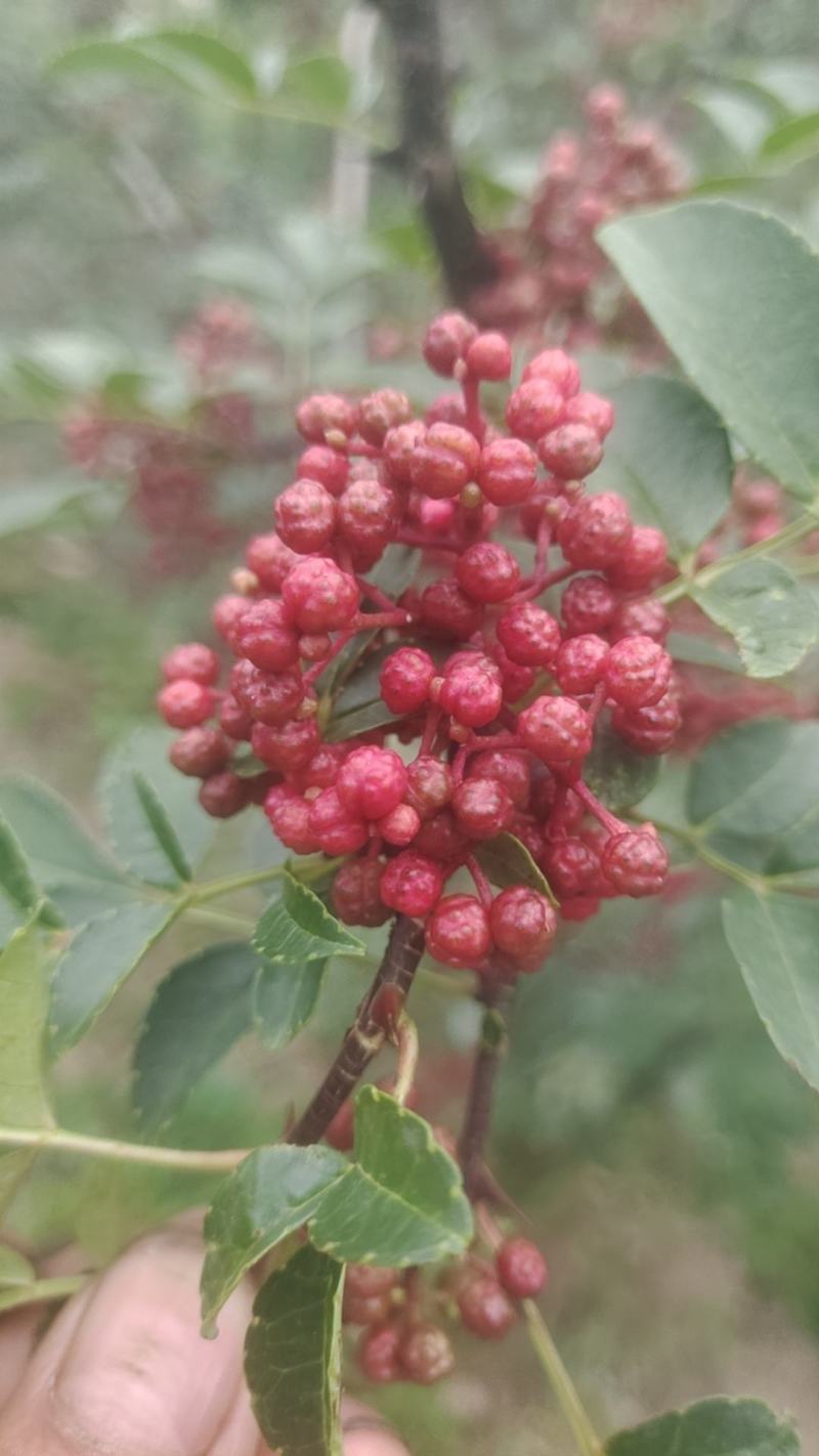 汉源花椒，贡椒一级品