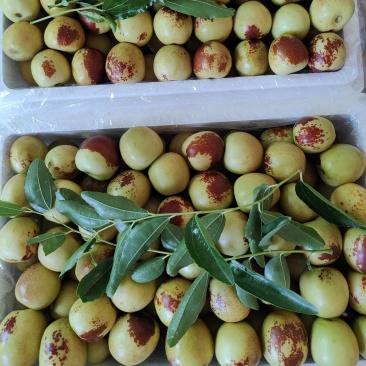 大荔冬枣