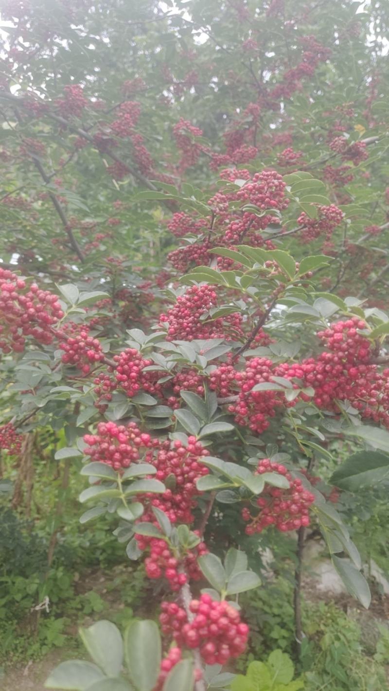 汉源花椒，贡椒一级品