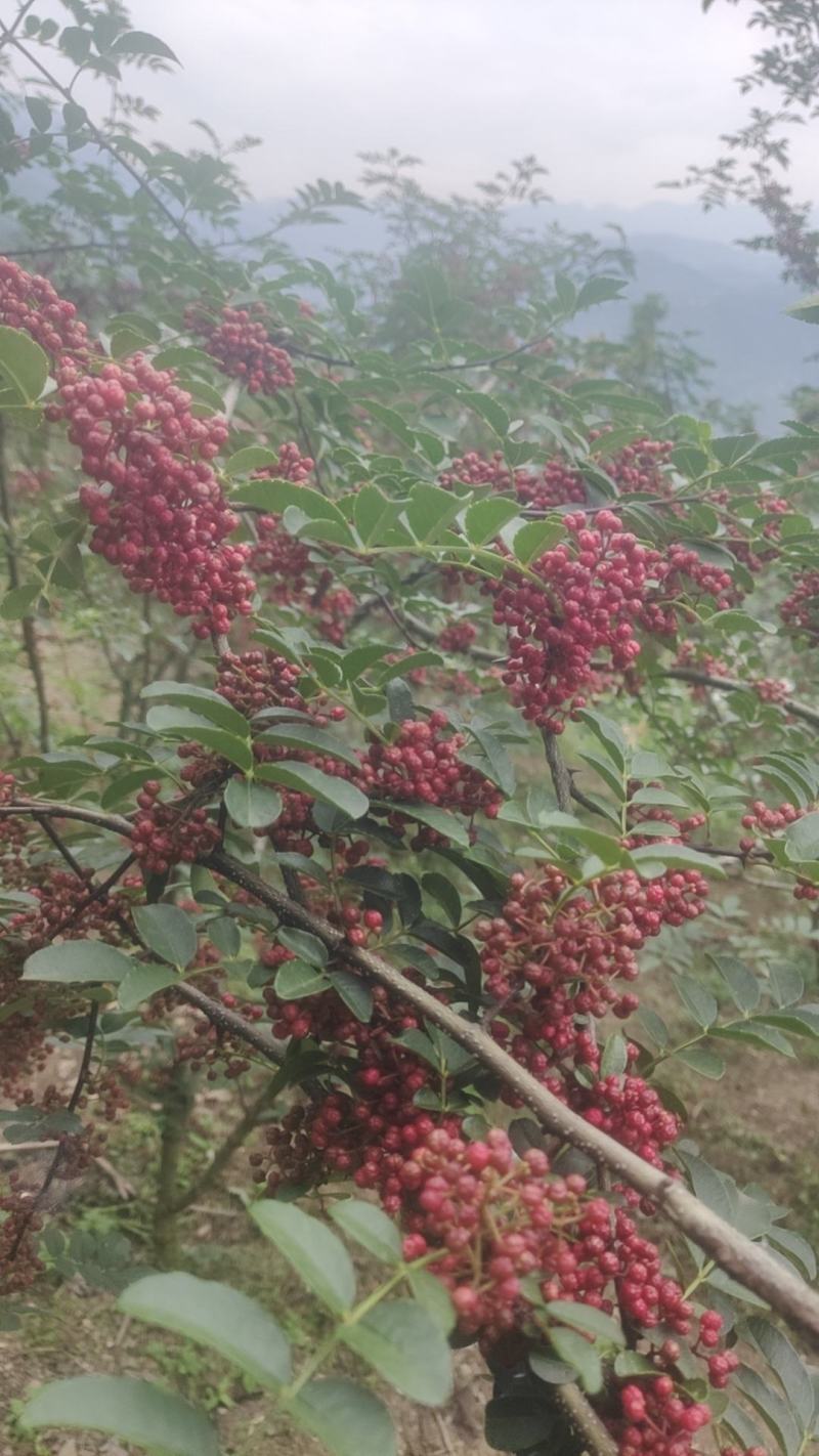 汉源花椒，贡椒一级品