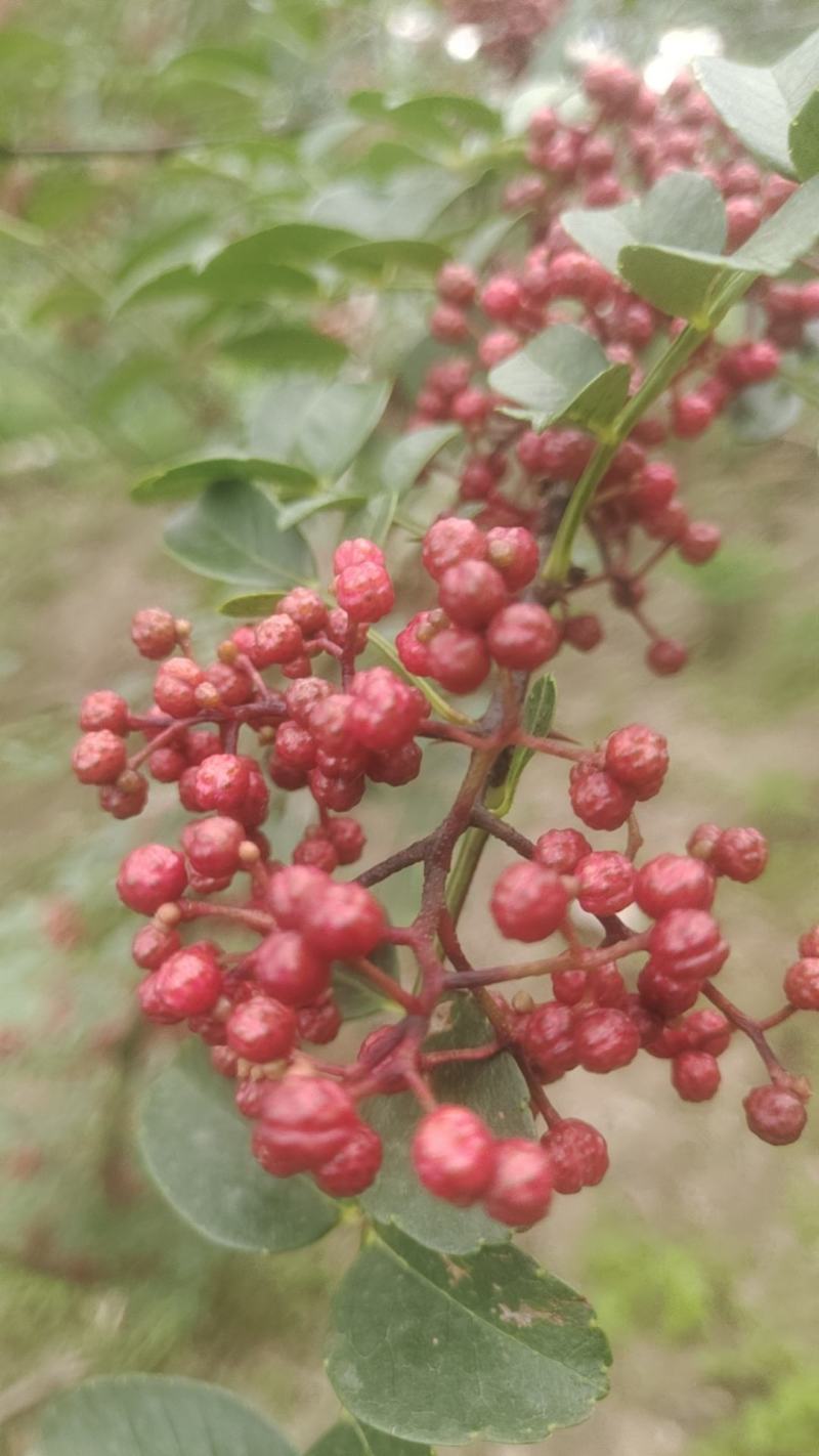 汉源花椒，贡椒一级品