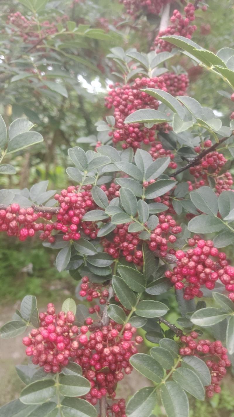 汉源花椒，贡椒一级品