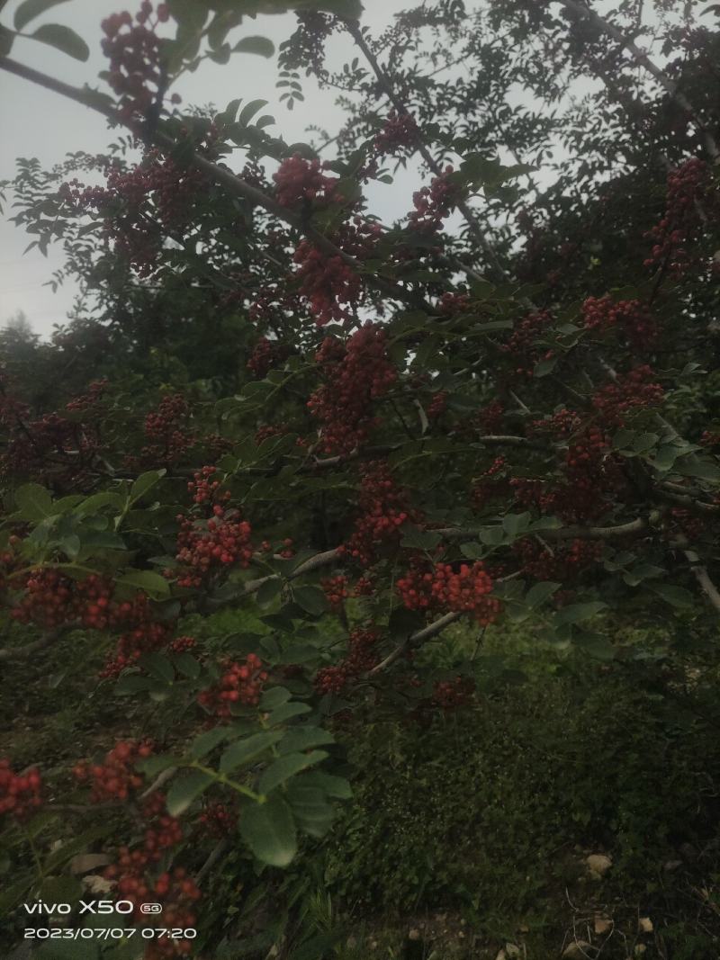 汉源花椒，贡椒一级品