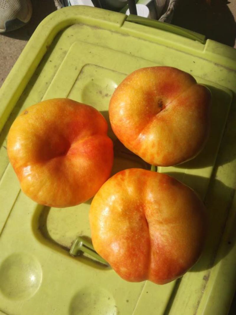 油蟠九