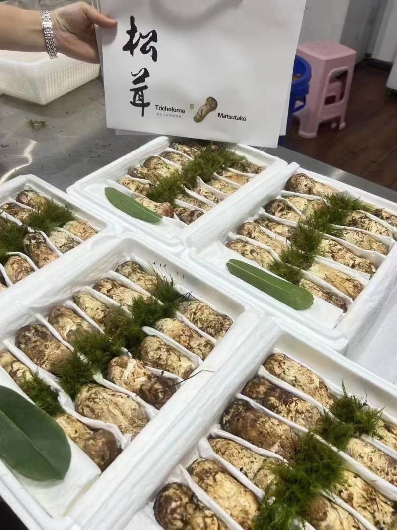 精品松茸