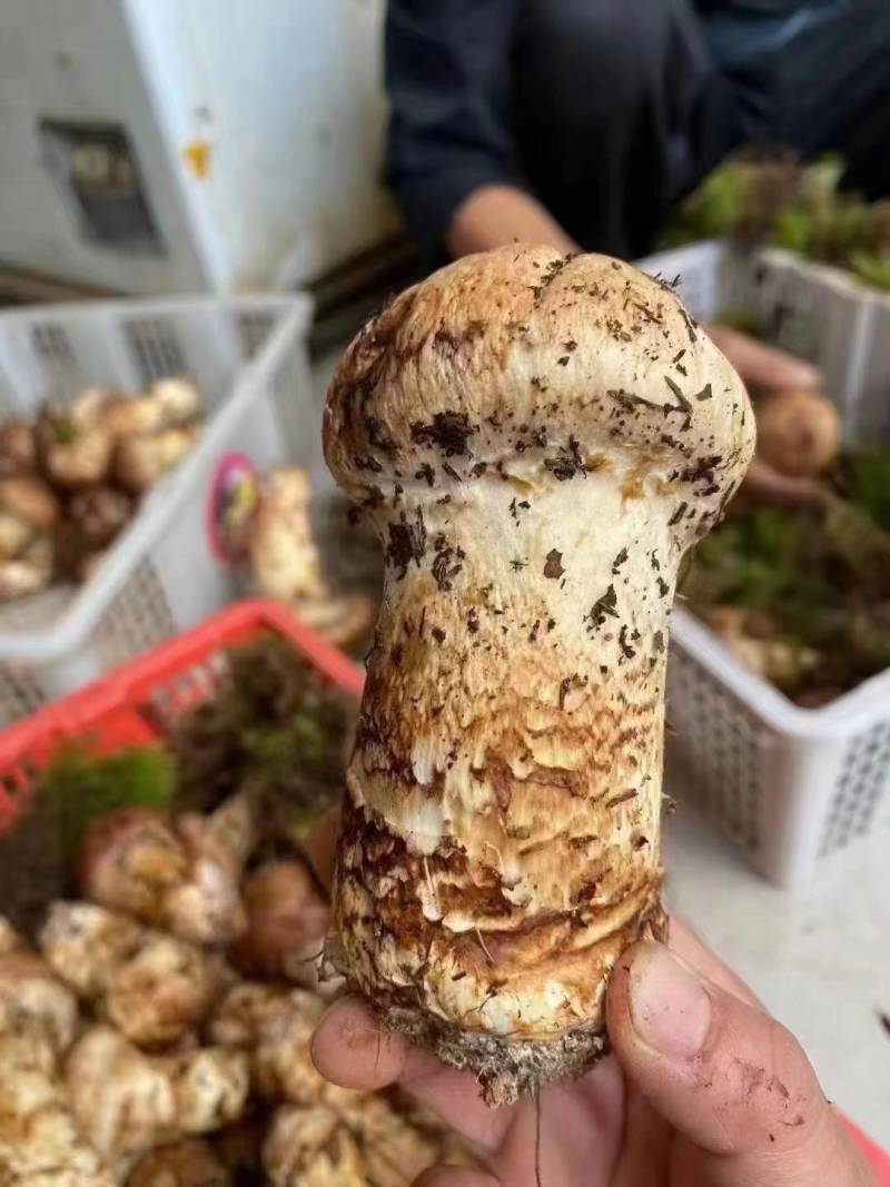 精品松茸