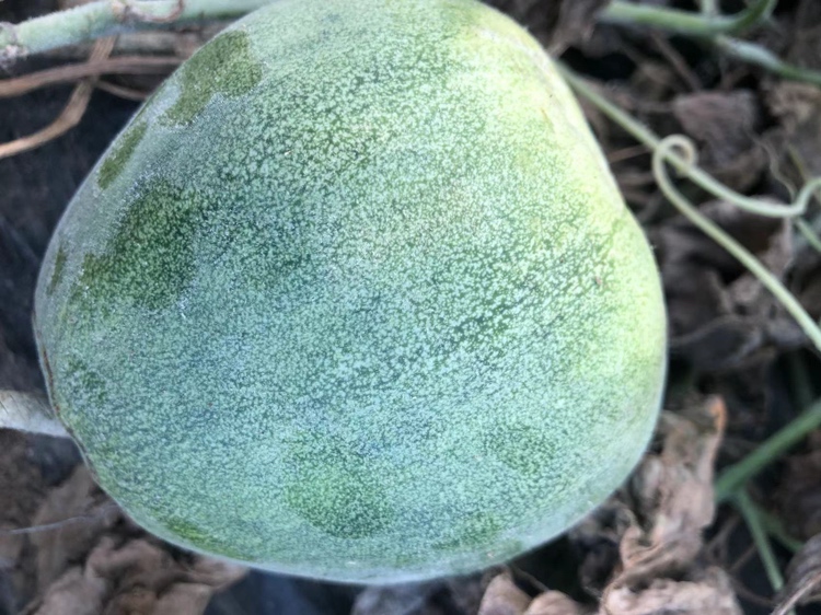 羊角蜜甜瓜外观