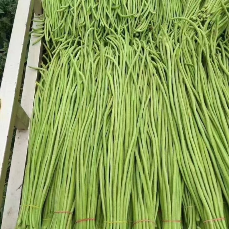 精品长豆角大量上市中，颜色油绿，条形直，无鼓子，货源充足