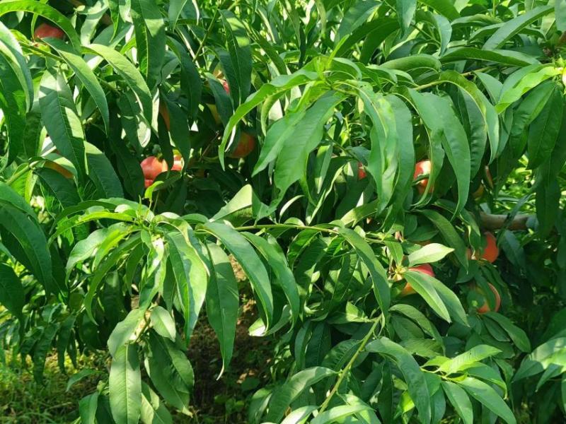 中油20油桃，喜欢私聊！