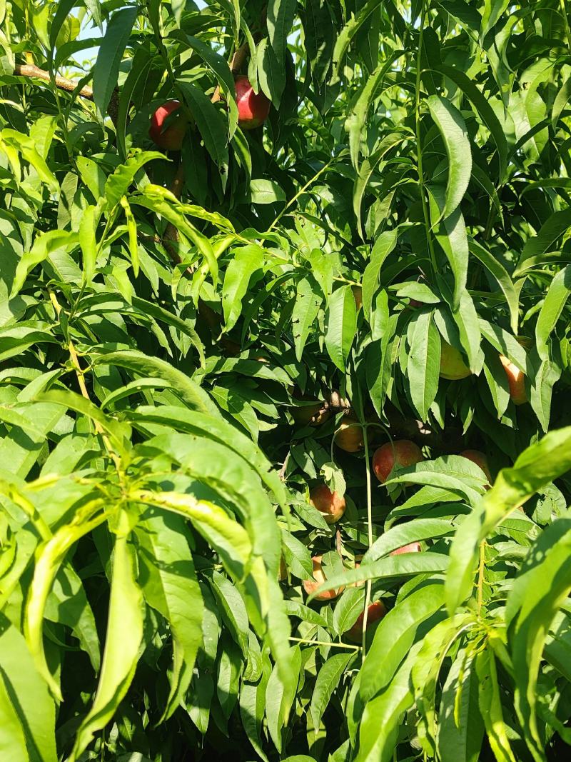 中油二十油桃，60起步，价格便宜了。糖度高