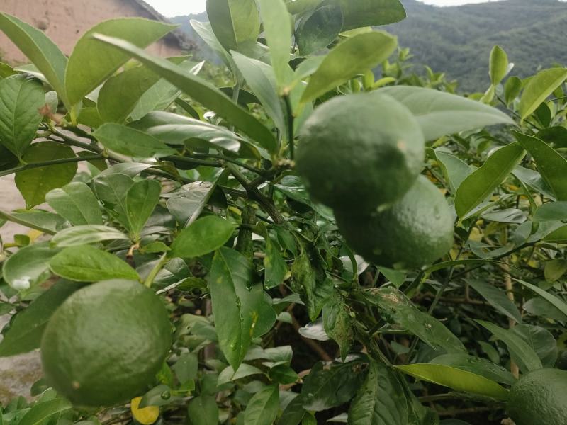 青柠檬