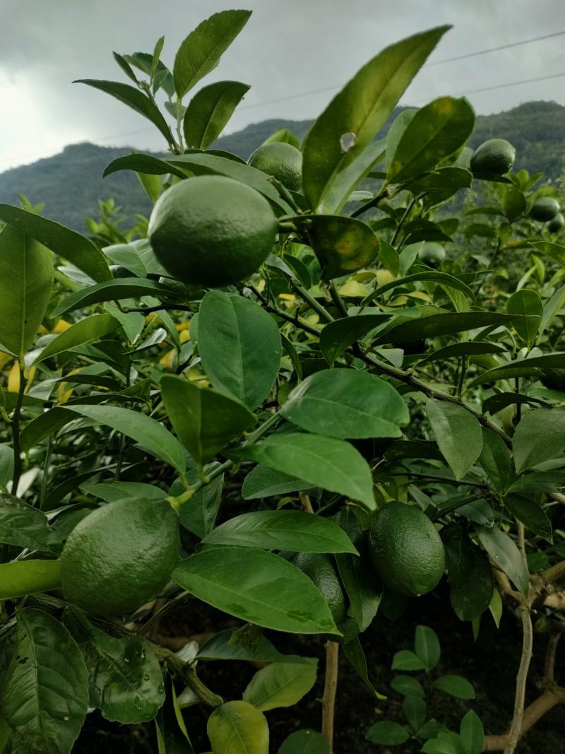 青柠檬