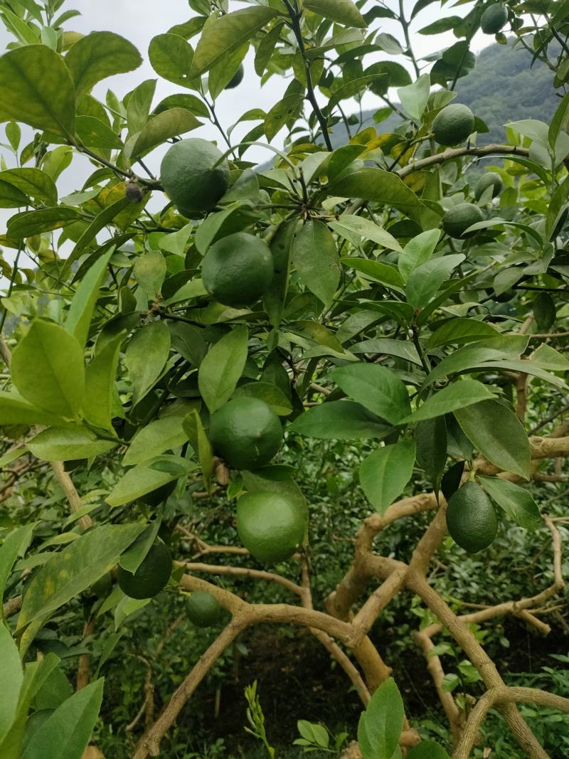 青柠檬
