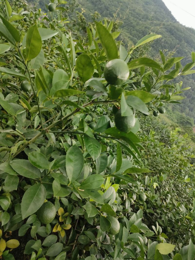 青柠檬