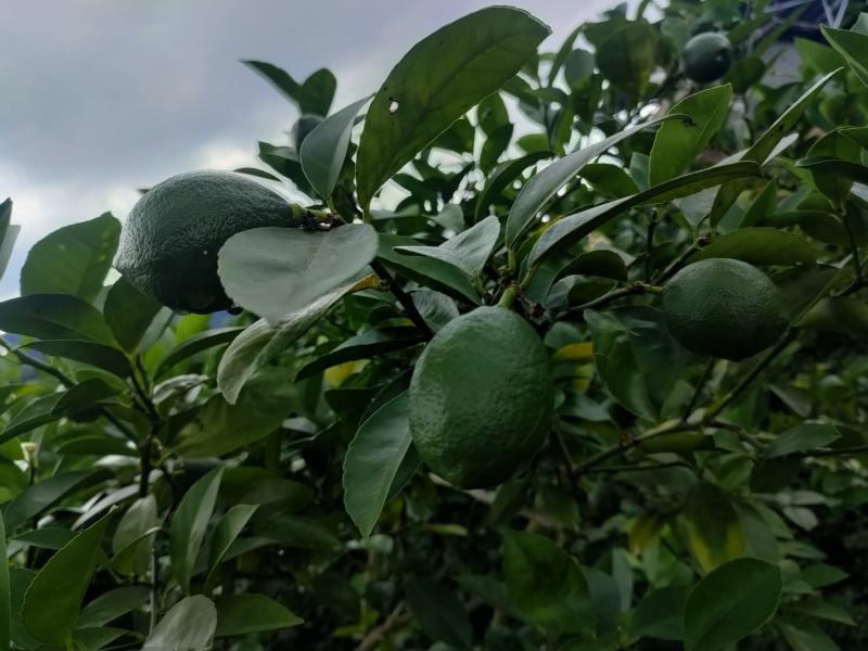 青柠檬