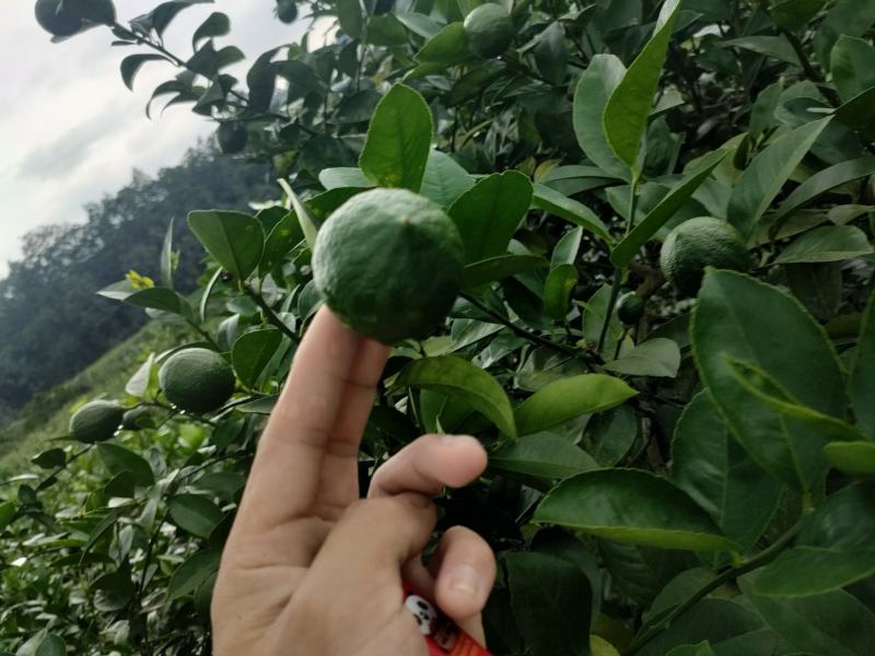 青柠檬