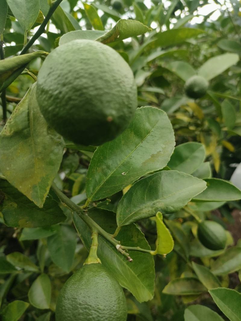 青柠檬
