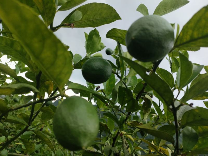 青柠檬