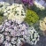 花乡