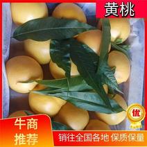 辽南地区精品油四黄桃，一手货源，产地直发，代办，