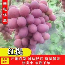 鸿鑫果业大量供应辽南地区大棚里红提葡萄，产地直发，，