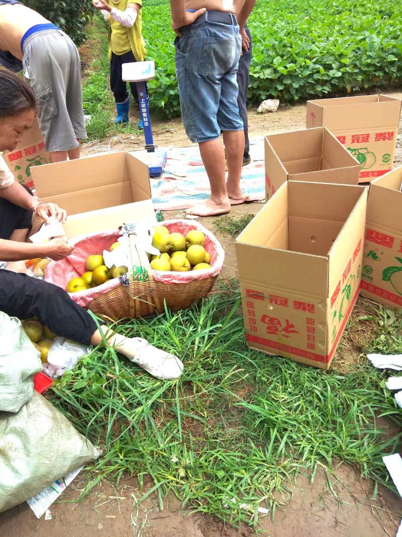 翠冠梨大量上市，甘甜多汁，脆爽入口即化，夏日降暑良品！