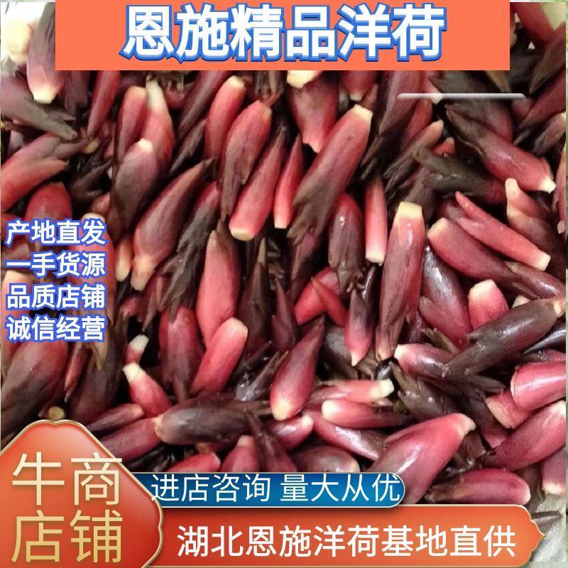 【推荐】湖北省恩施富硒土洋荷货源充足价格实惠一手货源