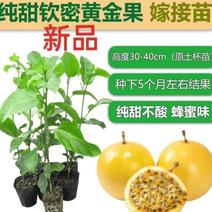 广西钦州灵山百香果苗一手货源，品质保证，技术指导