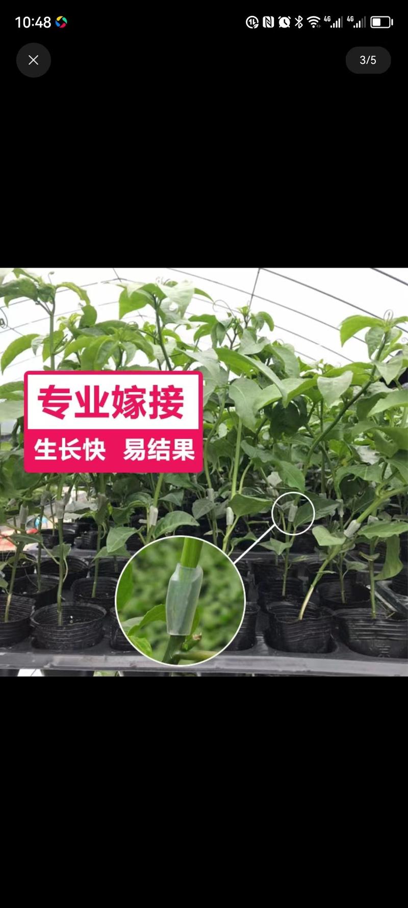 广西钦州灵山百香果苗一手货源，品质保证，技术指导