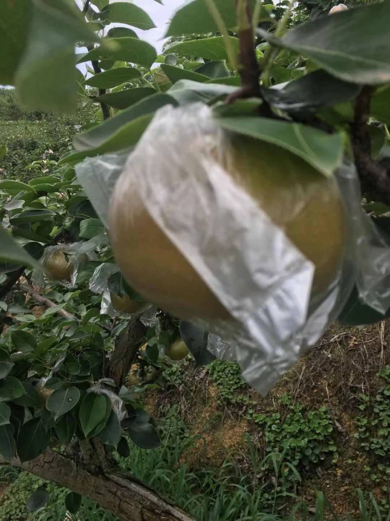黄花梨