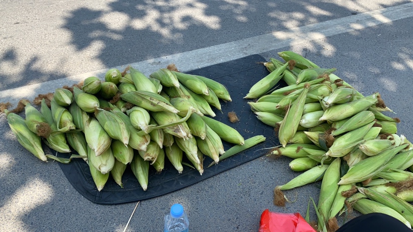 超市生鲜区冷藏货架上并列摆放着两种玉米:左侧是颗粒呈淡黄色、湿润有光泽的甜玉米;右侧是颗粒乳白色、质地紧密的糯玉米,标签分别标注‘甜玉米’和‘糯玉米’,旁边有价格牌 超市货架上的甜玉米与糯玉米对比陈列