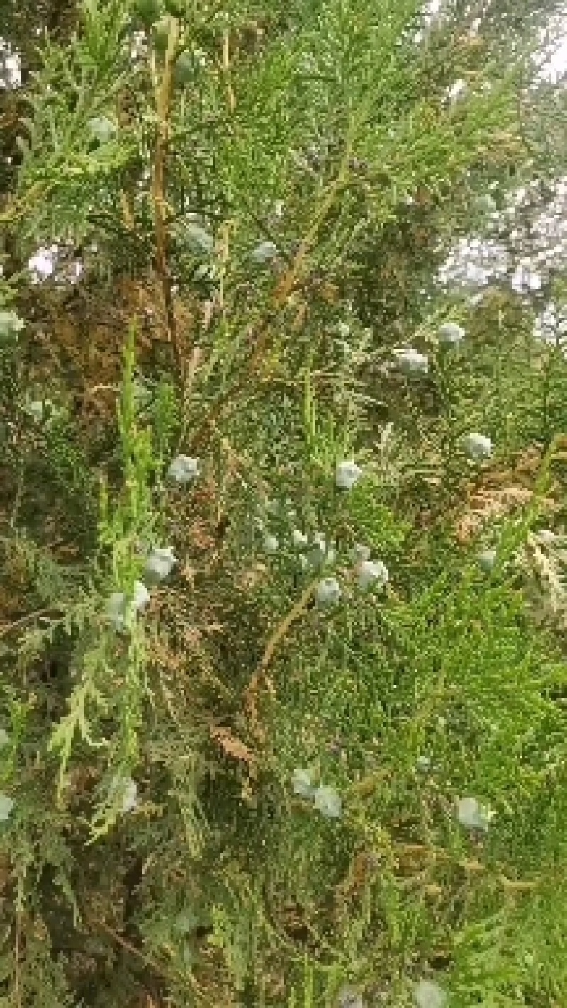 甘肃省陇南市地区，高山深处绿化侧柏树籽。