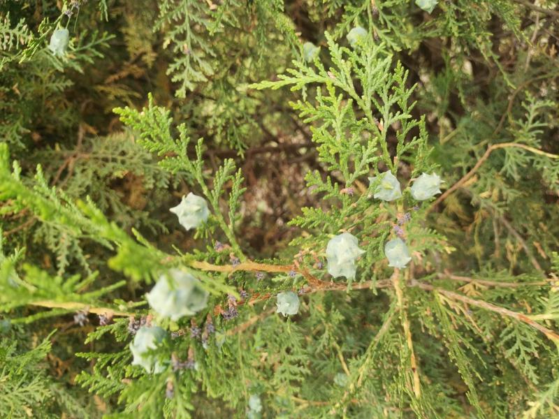 甘肃省陇南市地区，高山深处绿化侧柏树籽。