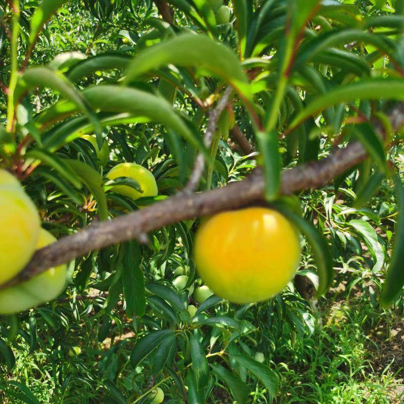 汉中本地蜂糖李