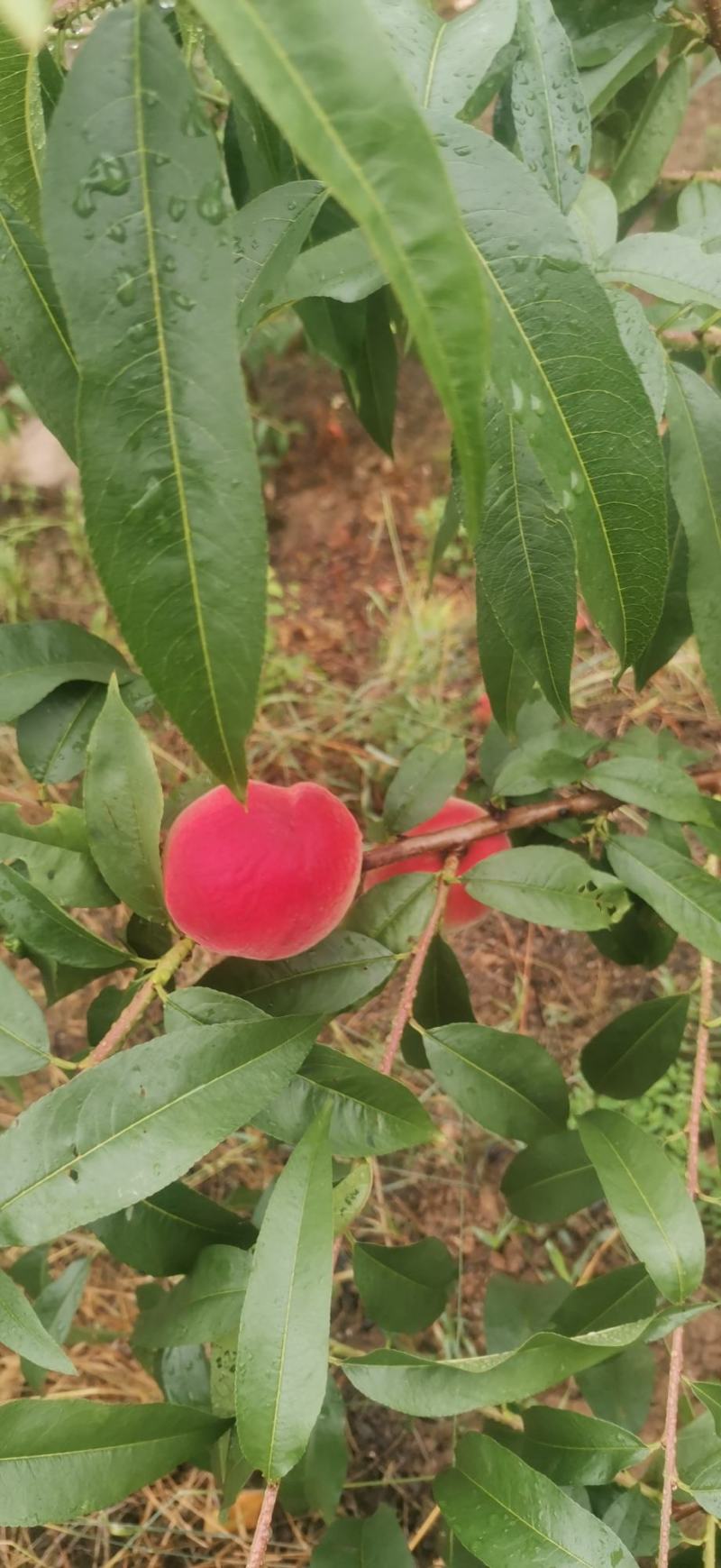 皮球桃