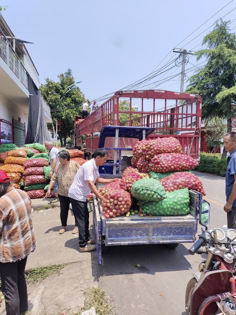 李子青果大量供应黑布林李子果铺加工用产地代收