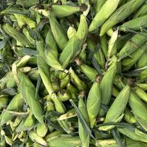 凌海万诺粘玉米大量现货，白色，黄色籽粒饱满