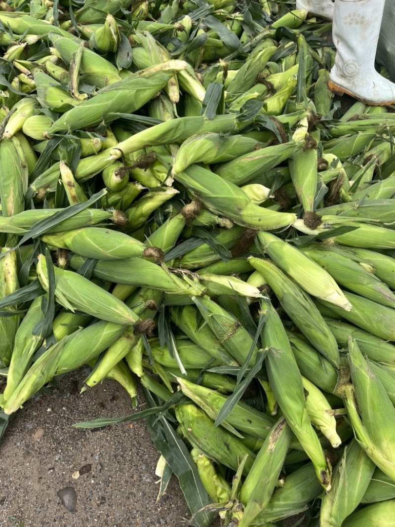 凌海万诺粘玉米大量现货，白色，黄色籽粒饱满