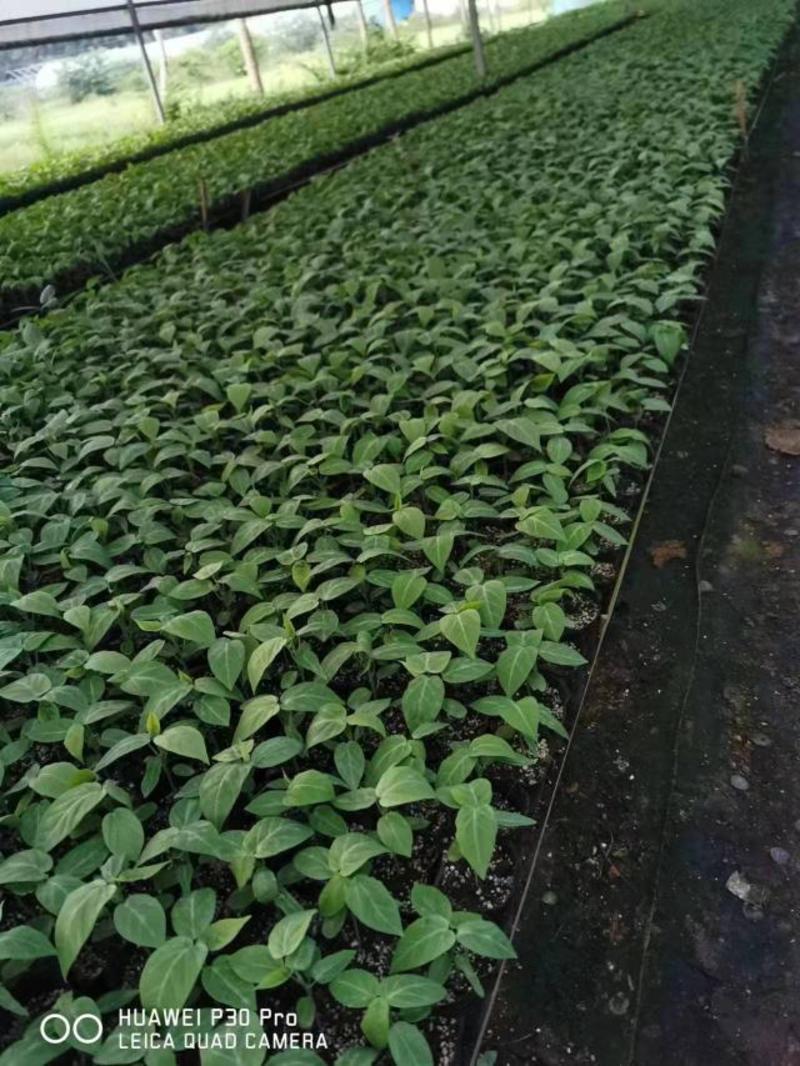 广西灵山哥伦比亚热情果苗，货源充足基地直发，欢迎采购～