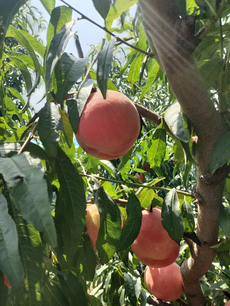 沙芽红桃