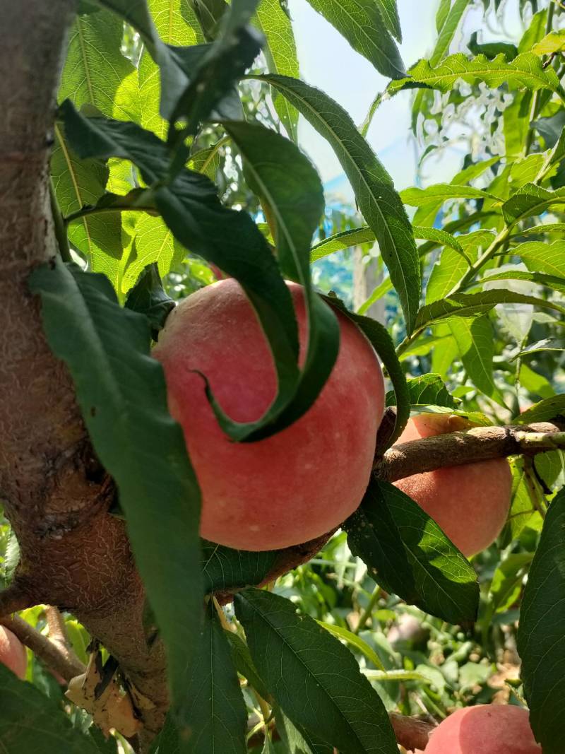 沙芽红桃