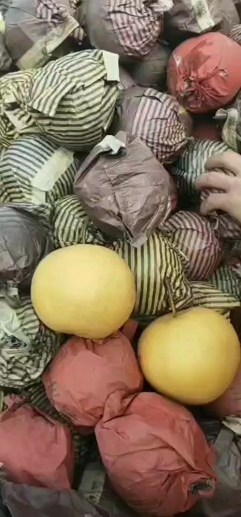 梨，秋月梨，丰水梨，圆黄梨，果型端正，口感脆甜，诚信合作