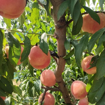 沙芽红桃