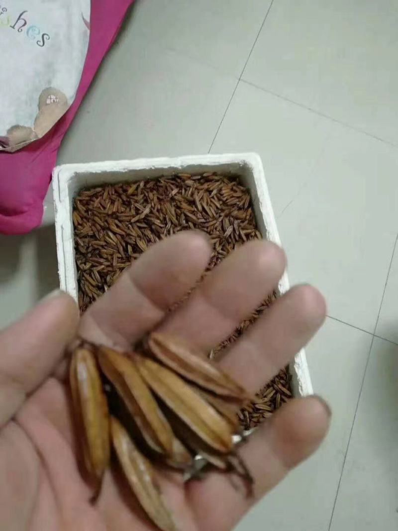 白芨种子，白芨果荚，紫花三叉大白芨，宽叶大白芨种子。