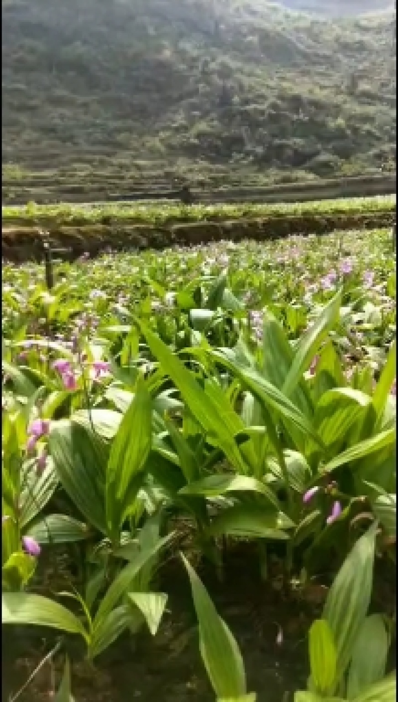 白芨种子，白芨果荚，紫花三叉大白芨，宽叶大白芨种子。