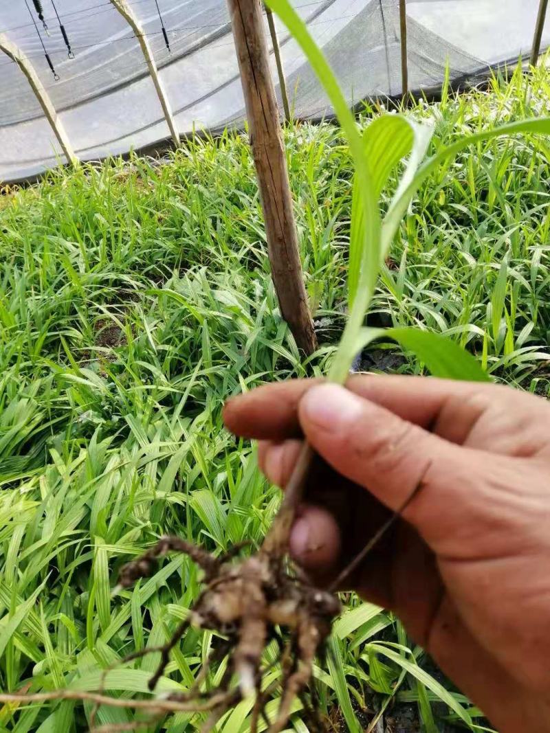 白芨种子，白芨果荚，紫花三叉大白芨，宽叶大白芨种子。