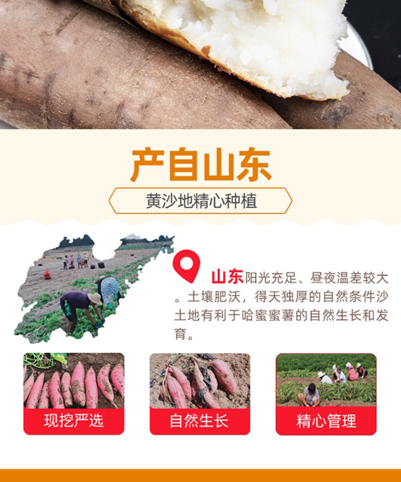 山东哈蜜冰糖薯新鲜白心蜜薯糖心红薯超甜农家自种沙地代发